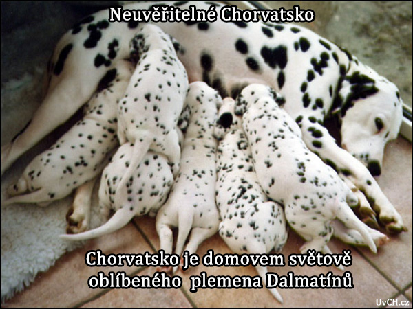 chorvatsko je domovem populárních dalmatinů