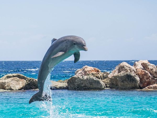 Domov delfínů v Živogošće