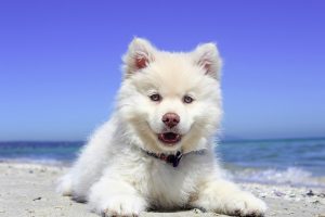 pes na pláži