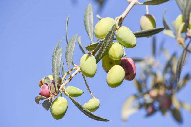 Olivovník 