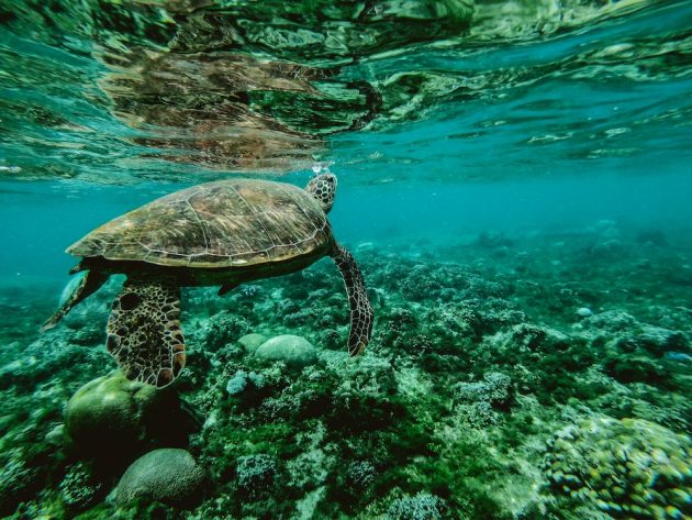 mořská želva v Chorvatsku