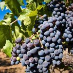 Degustace nejlepších chorvatských vín v Iloku