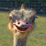 Navštivte ZOO v Chorvatsku. Děti budou jásat!