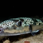 Invazní druhy v Jaderském moři: Co by měli vědět čeští turisté