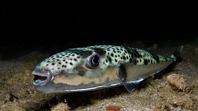 Invazní druhy v Jaderském moři: Co by měli vědět čeští turisté