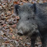 Lov na Ugljanu: Nová pravidla pro myslivce a ochranu přírody