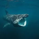 Obří žralok pozorován u chorvatského ostrova Cres: Co víš o těchto fascinujících tvorech?