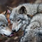 Vlci v Chorvatsku: Co by měli vědět čeští turisti