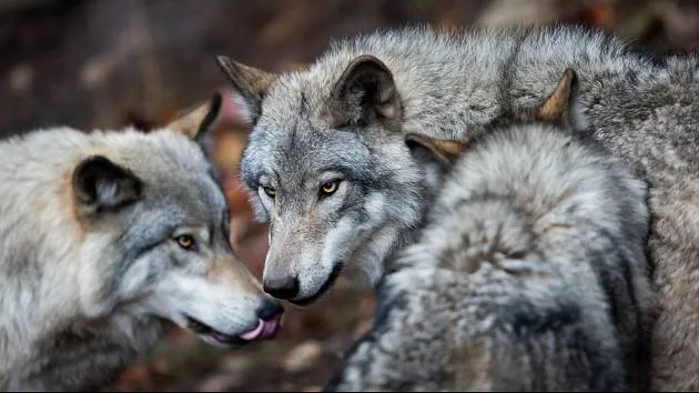 Vlci v Chorvatsku: Co by měli vědět čeští turisti