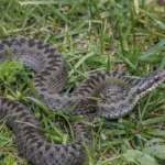 Hadi v Chorvatsku: Bezpečnost turistů a jak se chránit