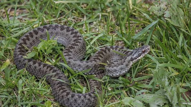 Hadi v Chorvatsku: Bezpečnost turistů a jak se chránit
