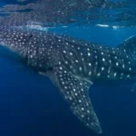 Setkání s obřím žralokem u Chorvatska: Vzácný zážitek pro české turisty