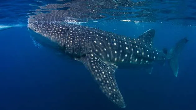 Setkání s obřím žralokem u Chorvatska: Vzácný zážitek pro české turisty