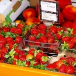 Slavné jahody z Vrgorace: Nejlepší ovoce v Chorvatsku